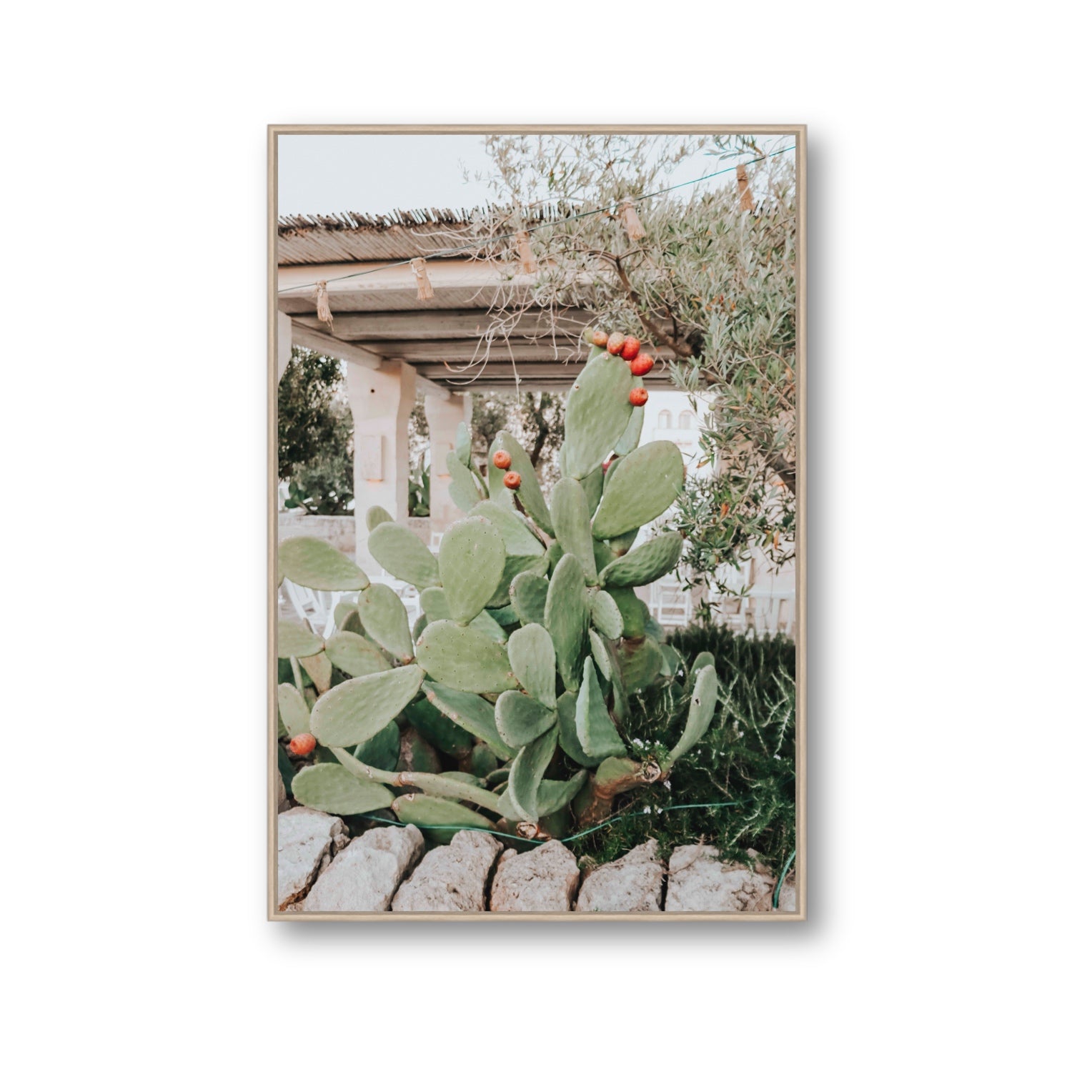 Opuntia Beauty Puglia wall art Gallery fine art canvas in natural oak float frame