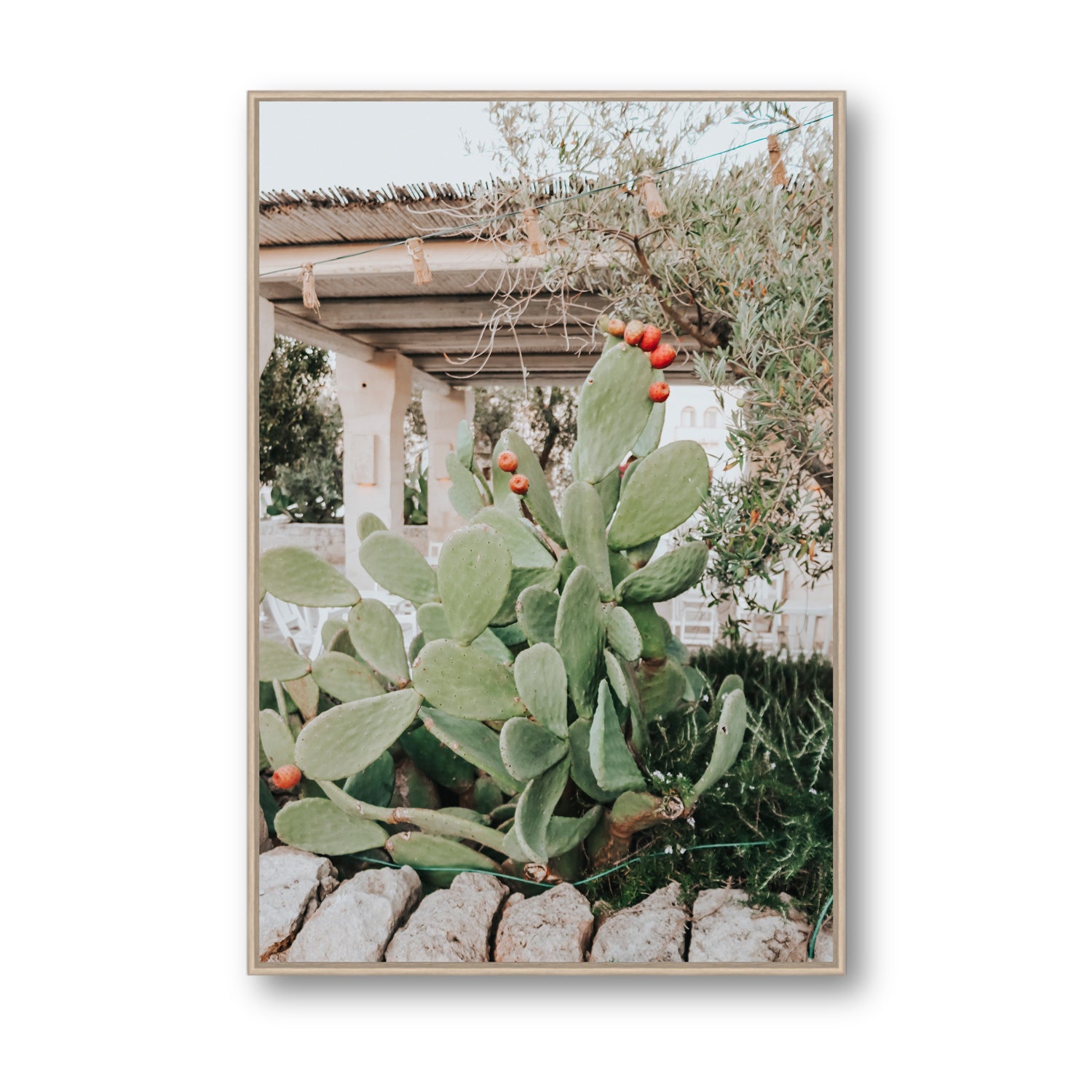 Opuntia Beauty