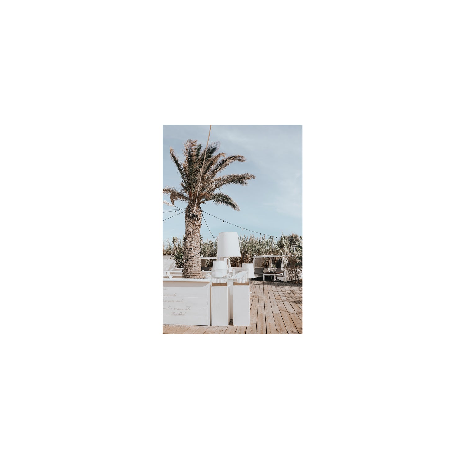 Seabreeze Palm