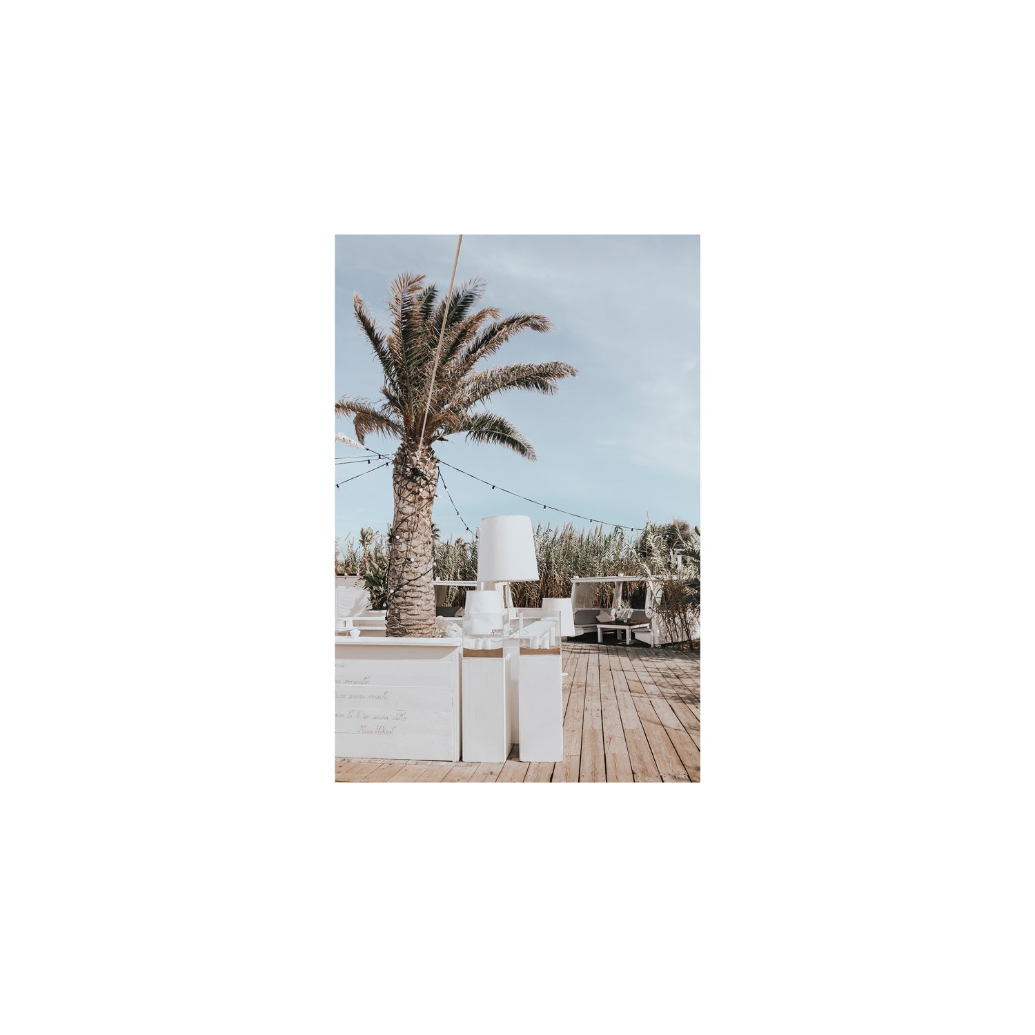 Seabreeze Palm