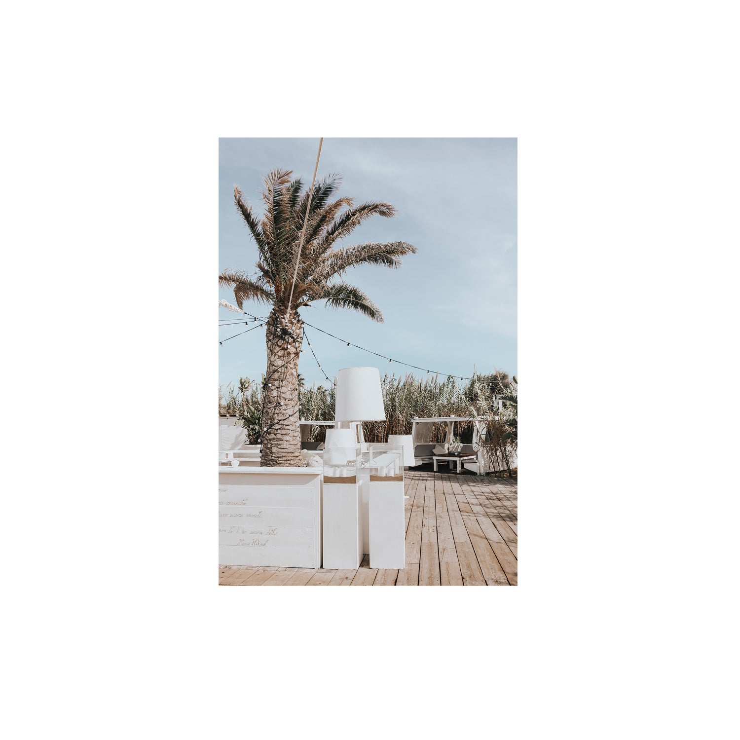 Seabreeze Palm