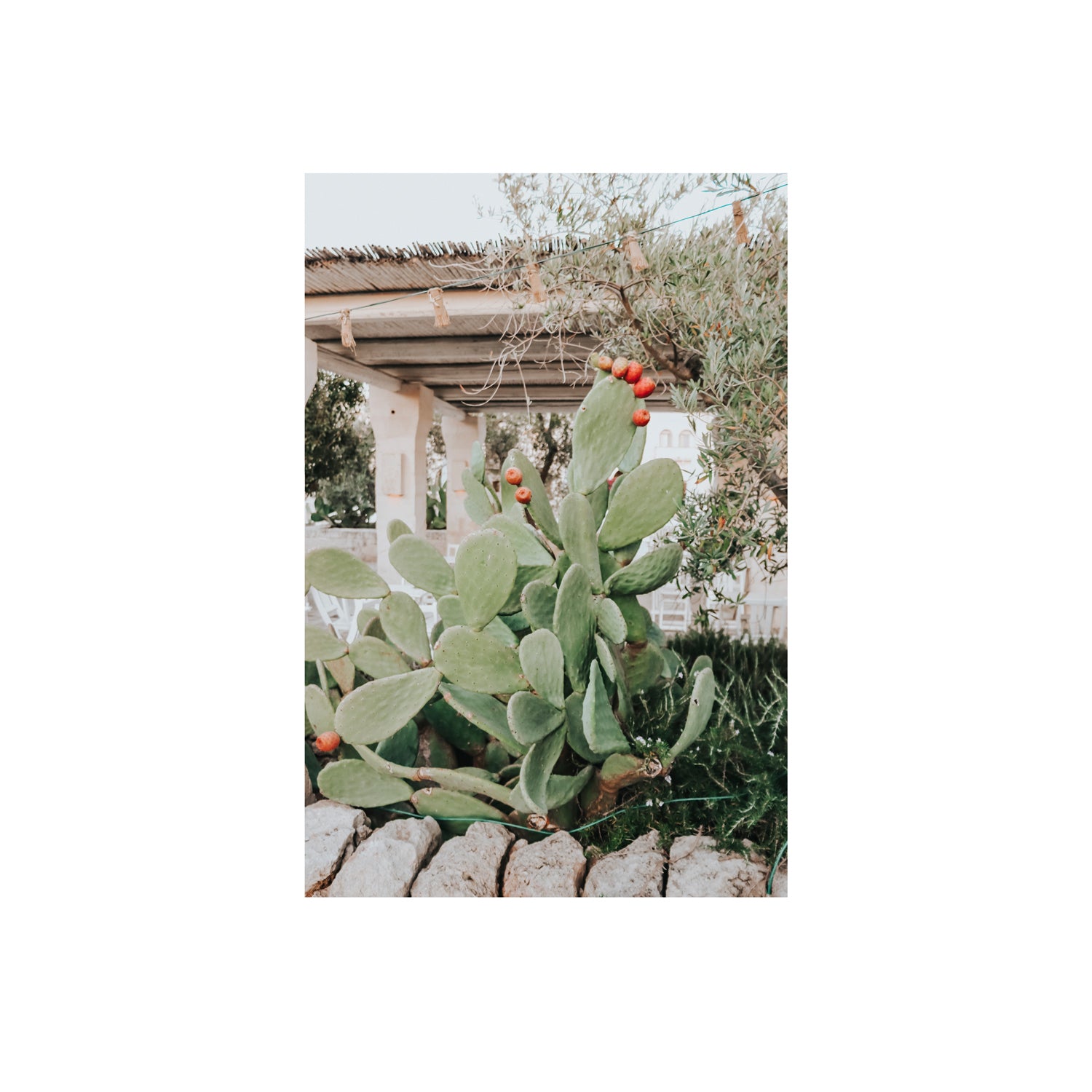 Opuntia Beauty