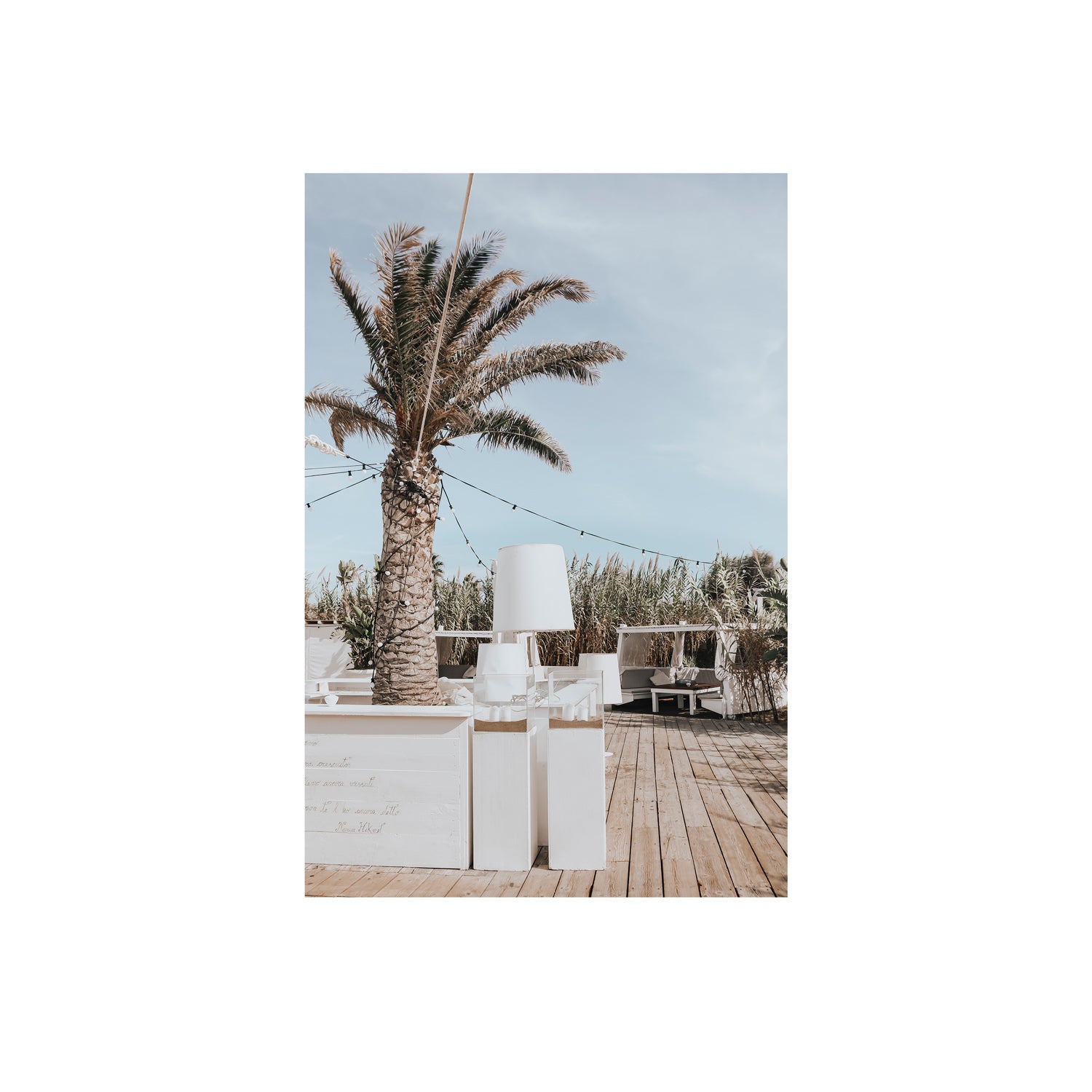 Seabreeze Palm