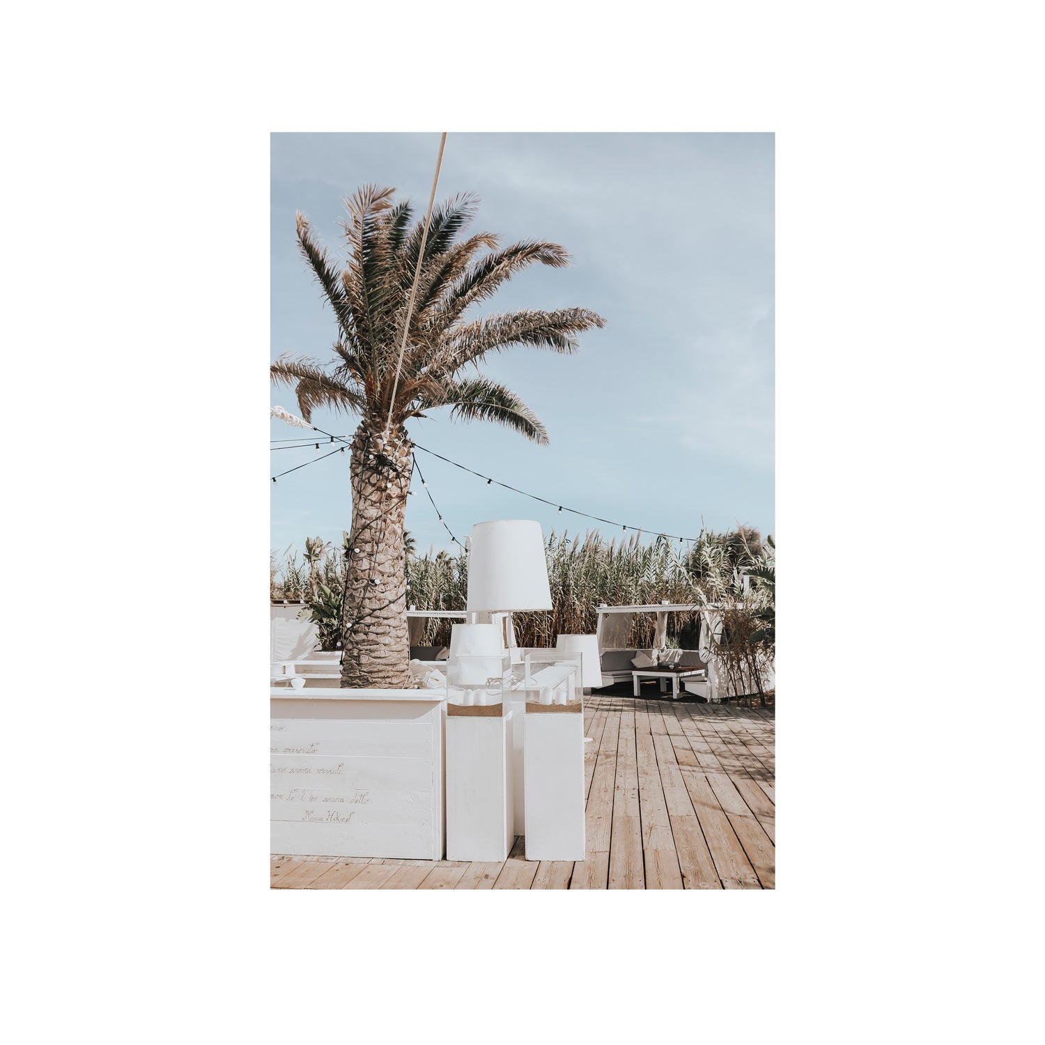 Seabreeze Palm