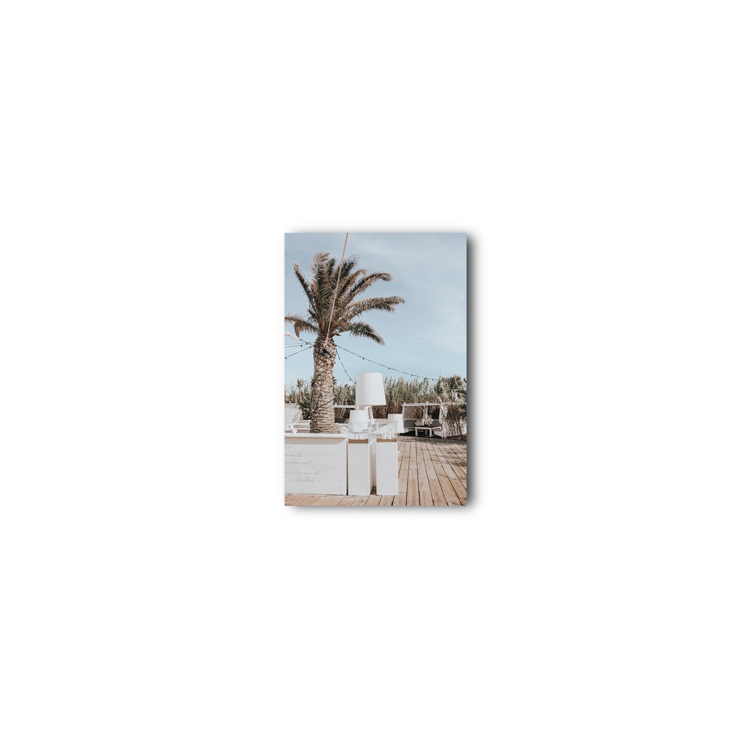 Seabreeze Palm