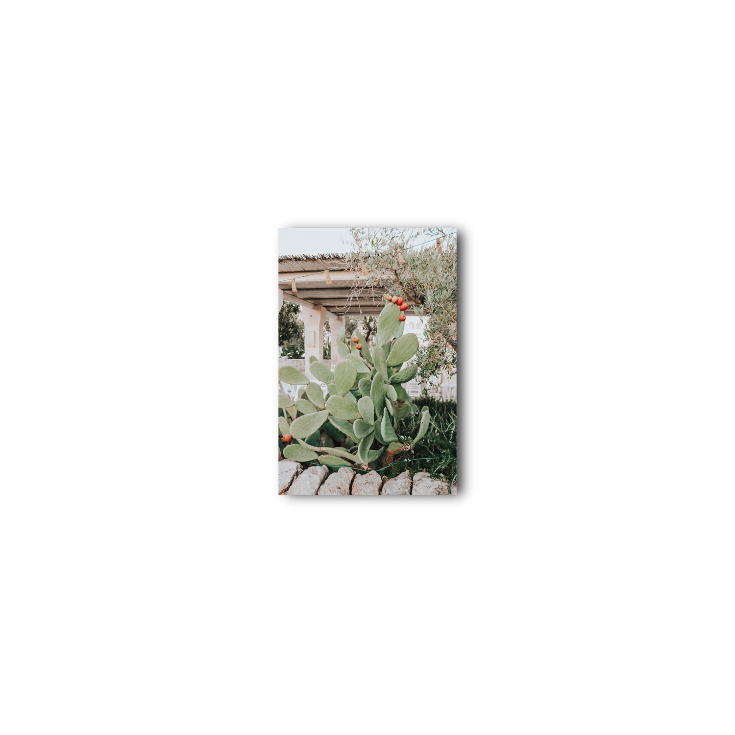Opuntia Beauty