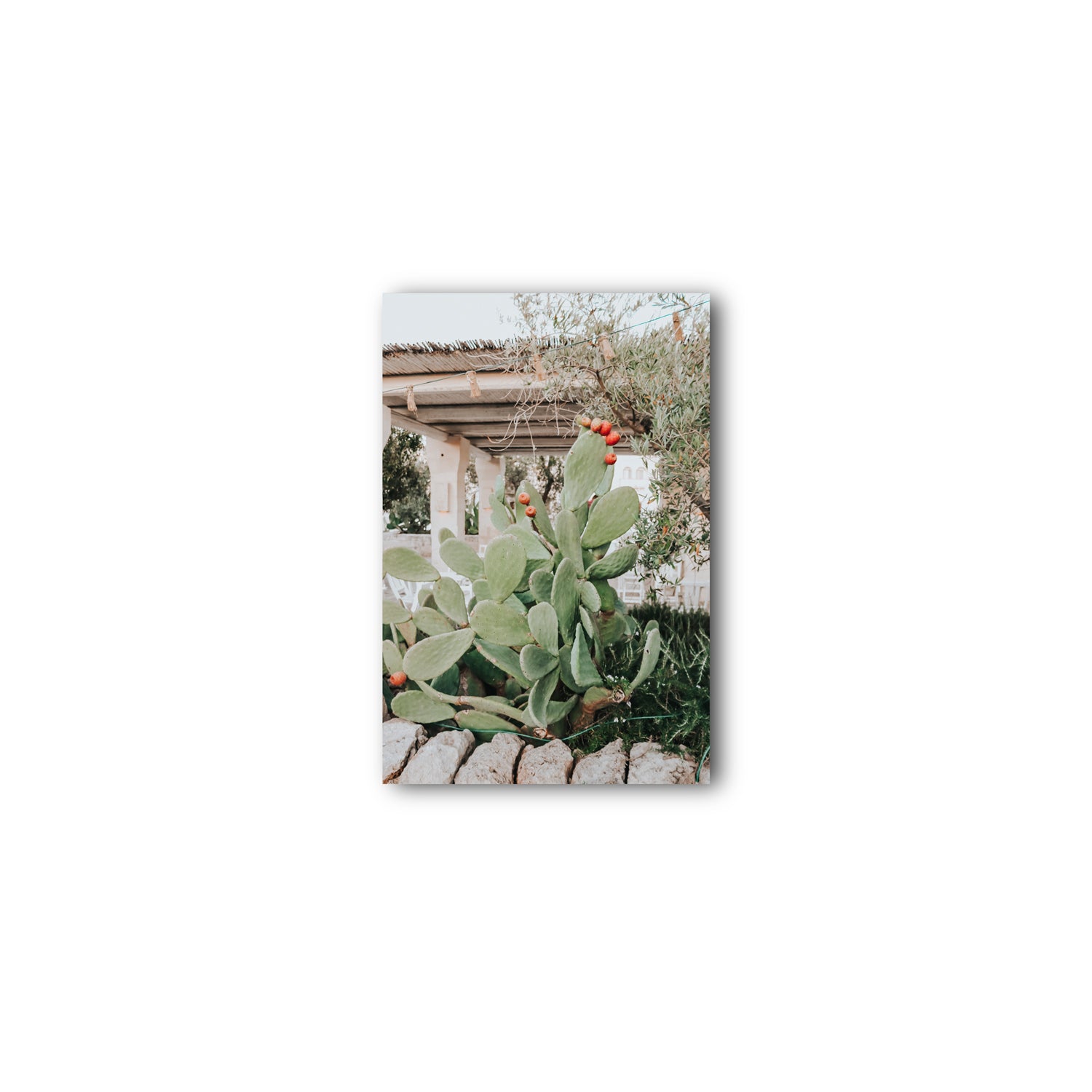 Opuntia Beauty