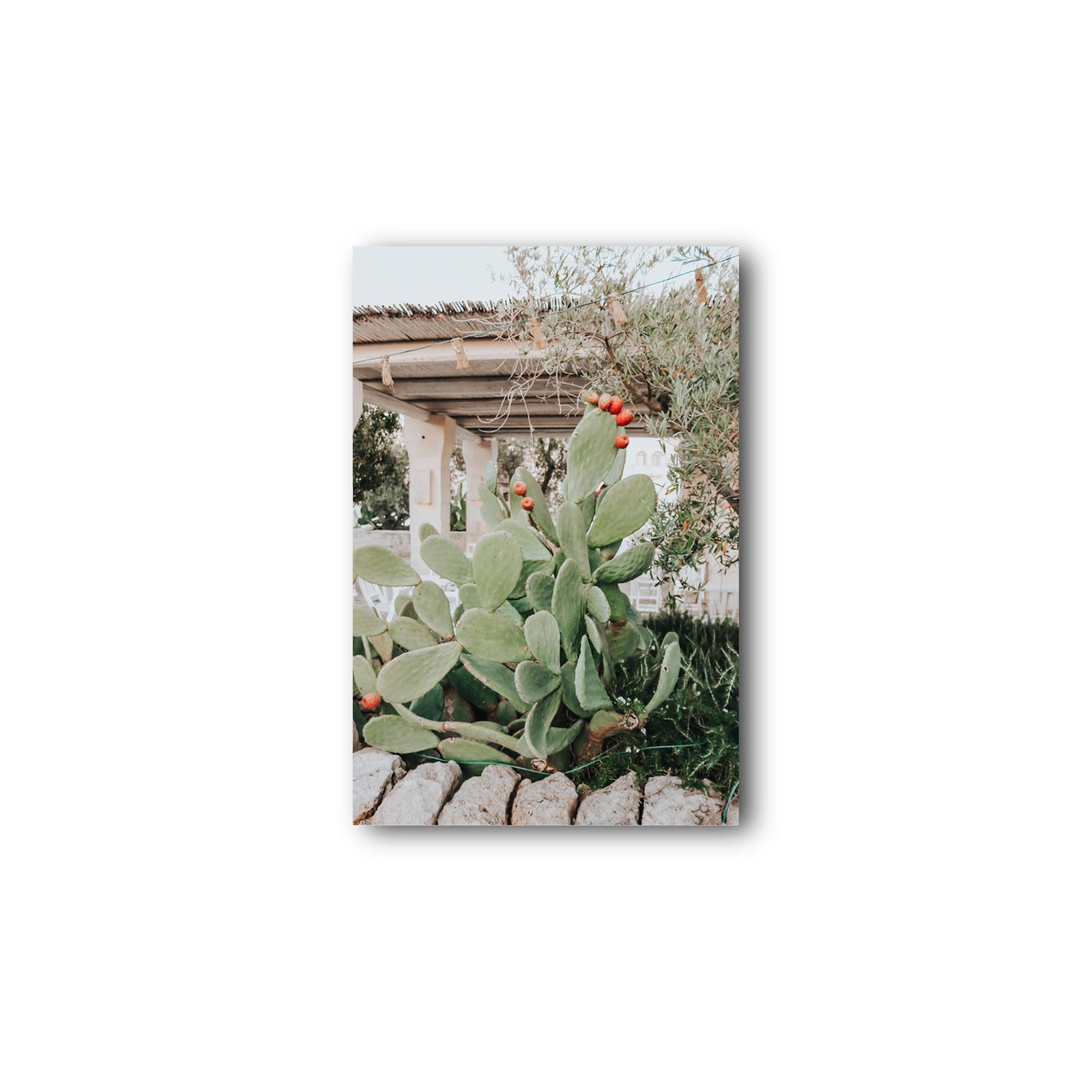 Opuntia Beauty
