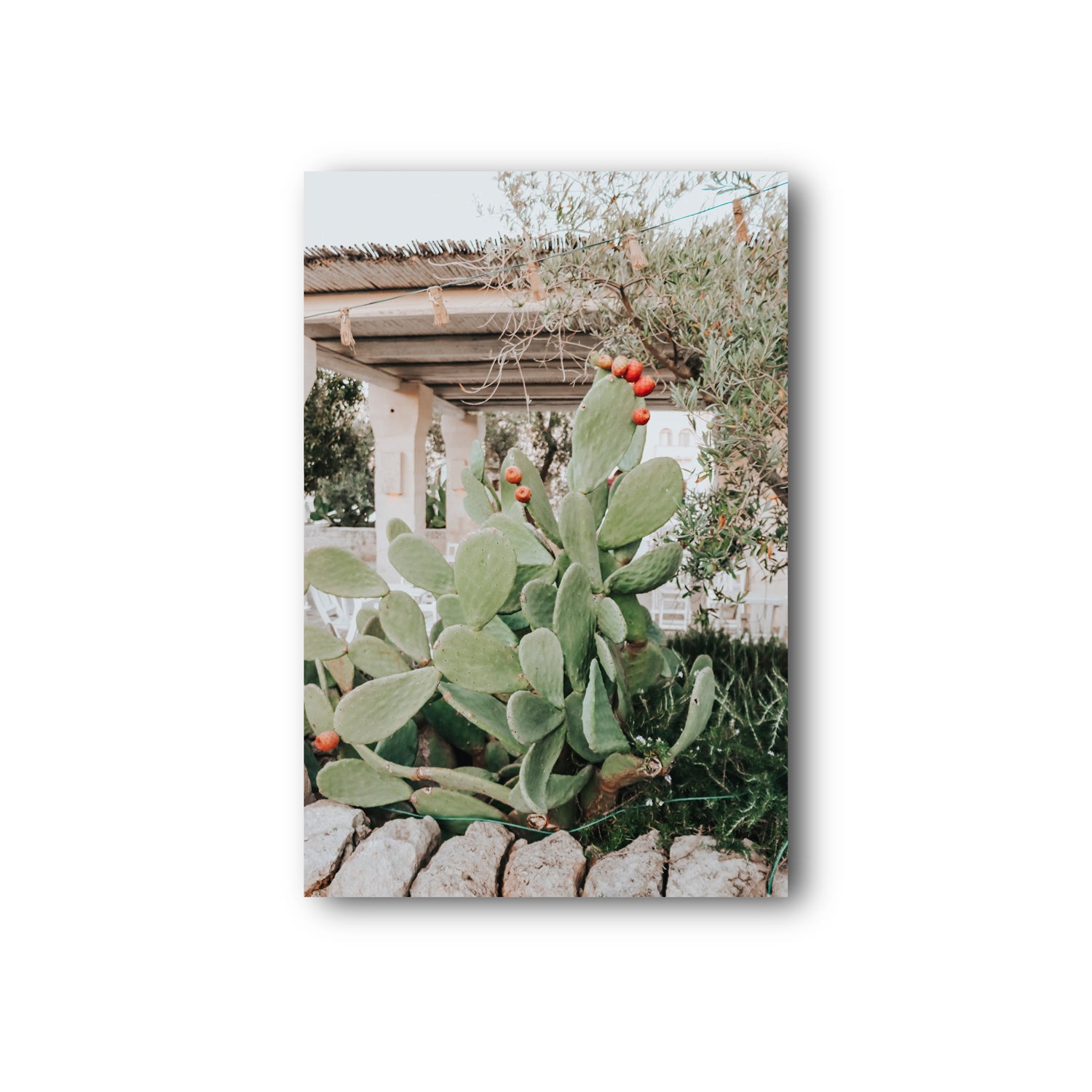 Opuntia Beauty