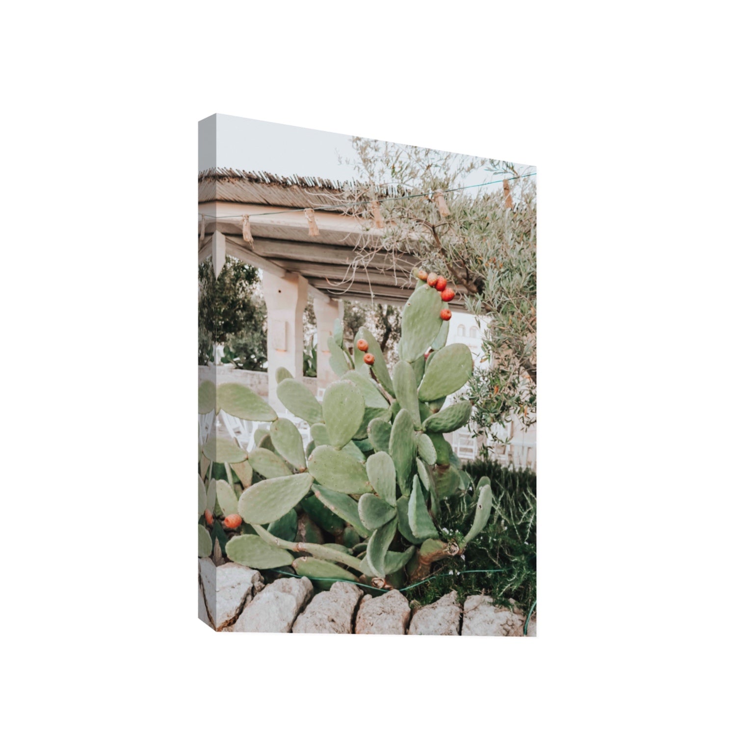 Opuntia Beauty Puglia wall art Gallery stretched canvas print