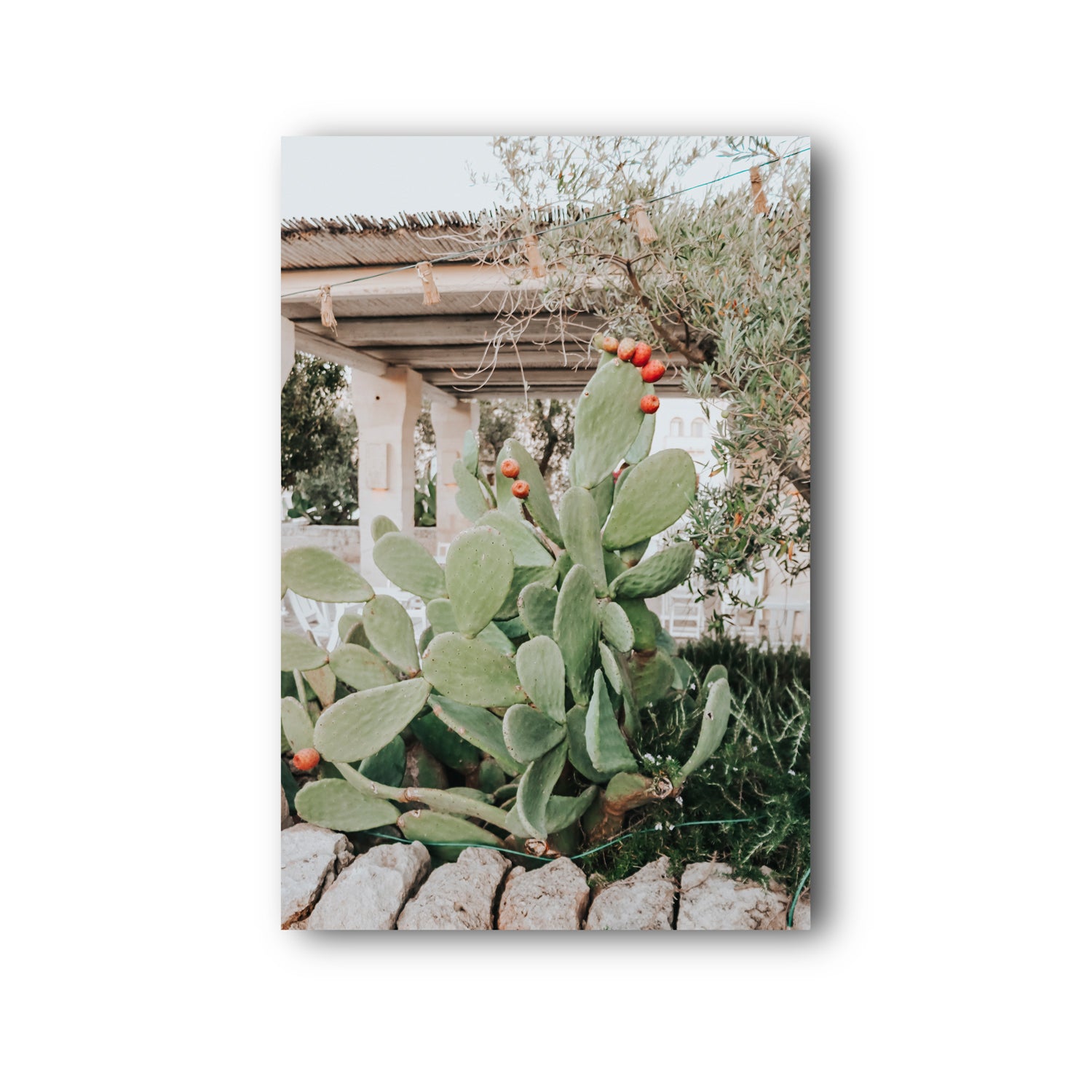 Opuntia Beauty