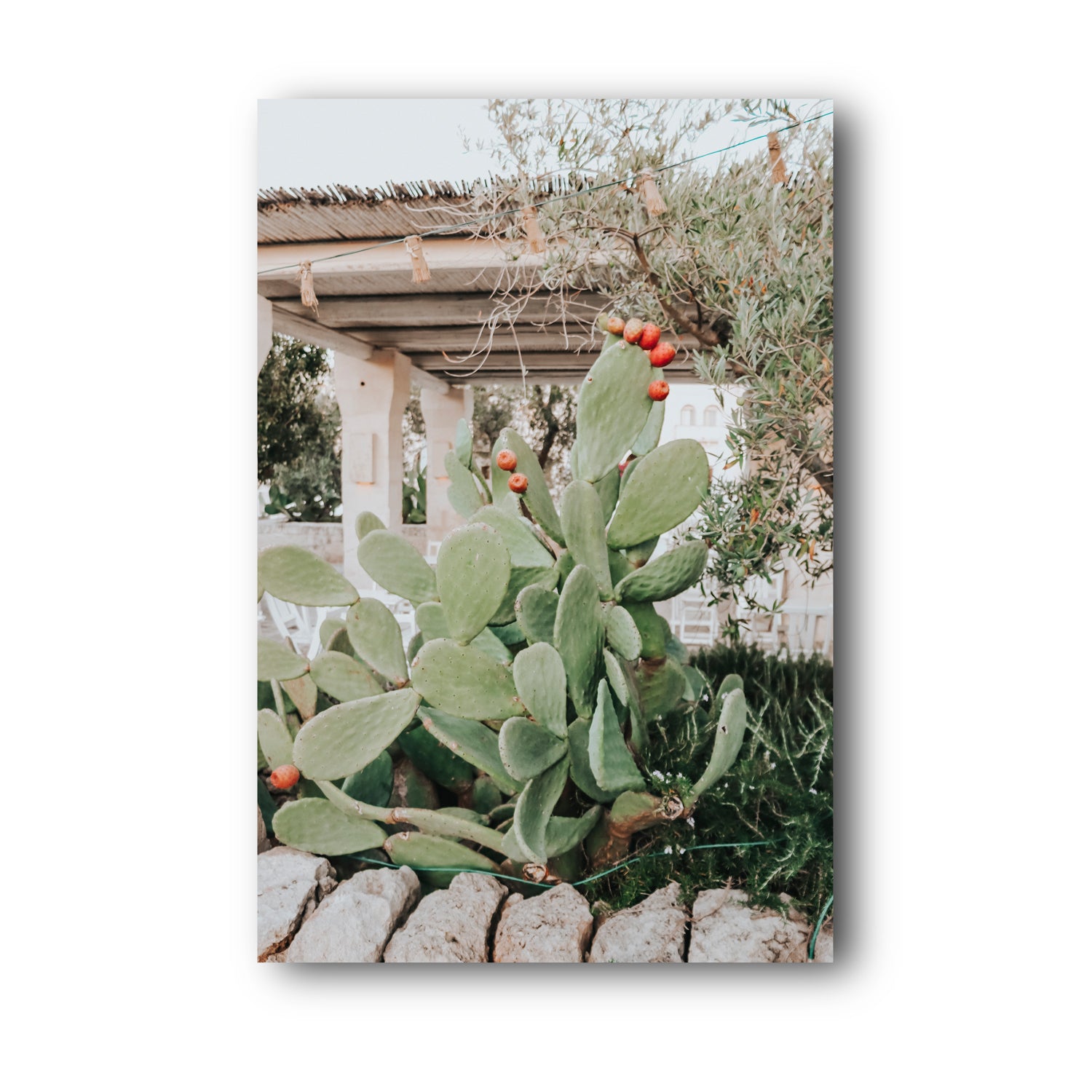 Opuntia Beauty