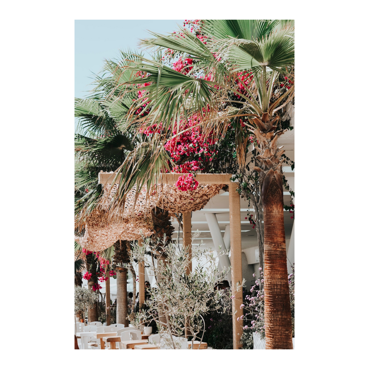 Palm Trees