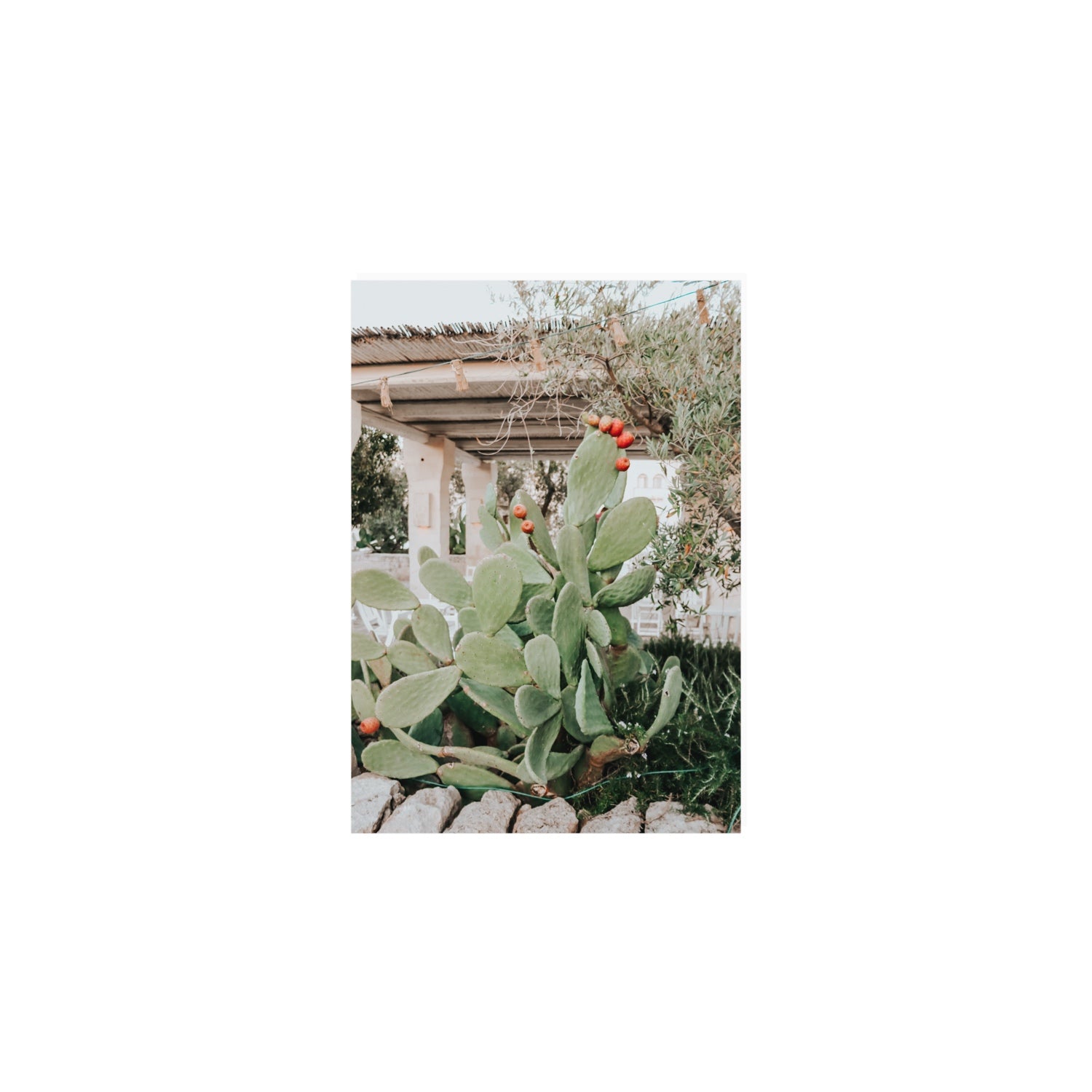 Opuntia Beauty Puglia wall art A5, 21 x 14.8 cm unframed fine art canvas