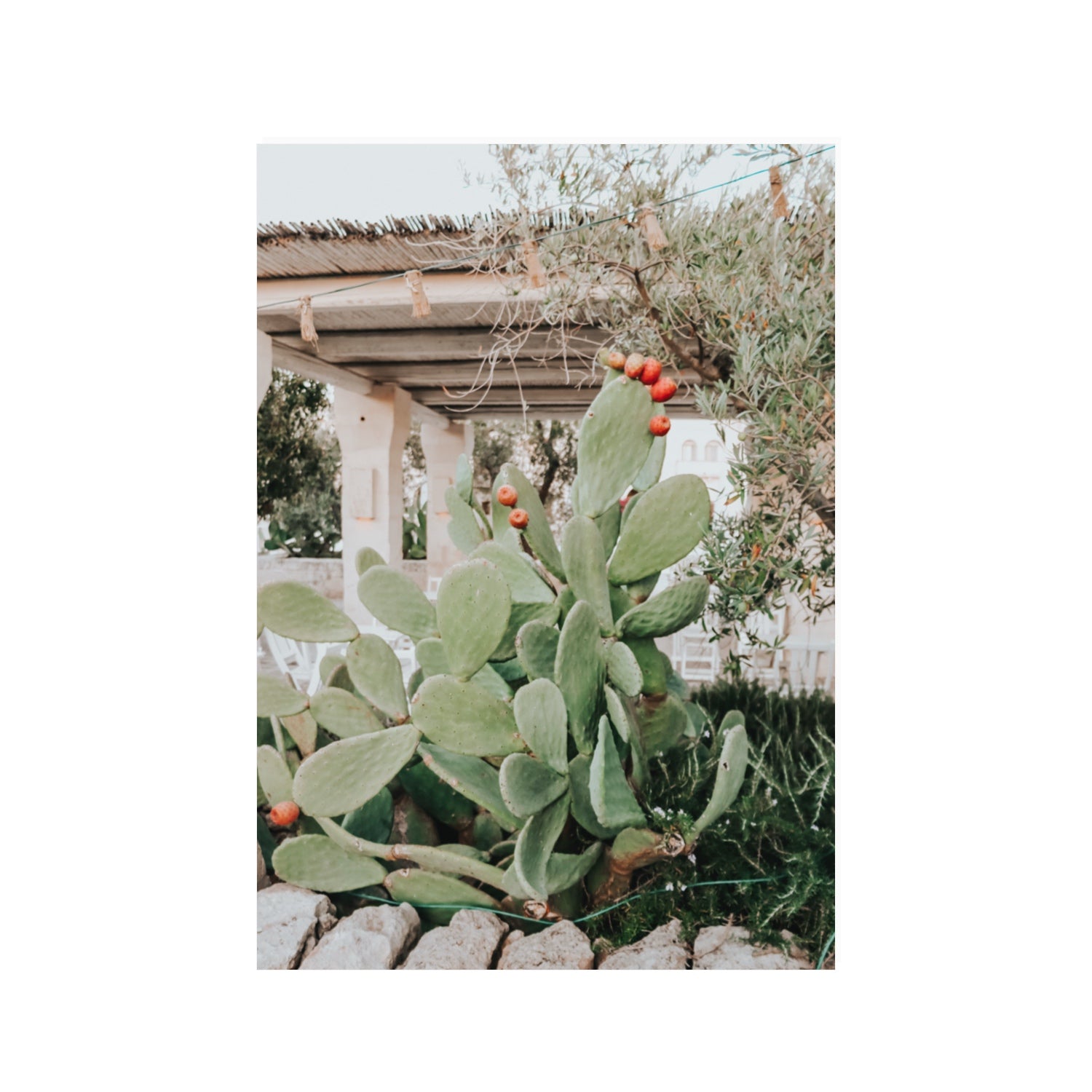 Opuntia Beauty Puglia wall art 100 x 70 cm unframed fine art canvas