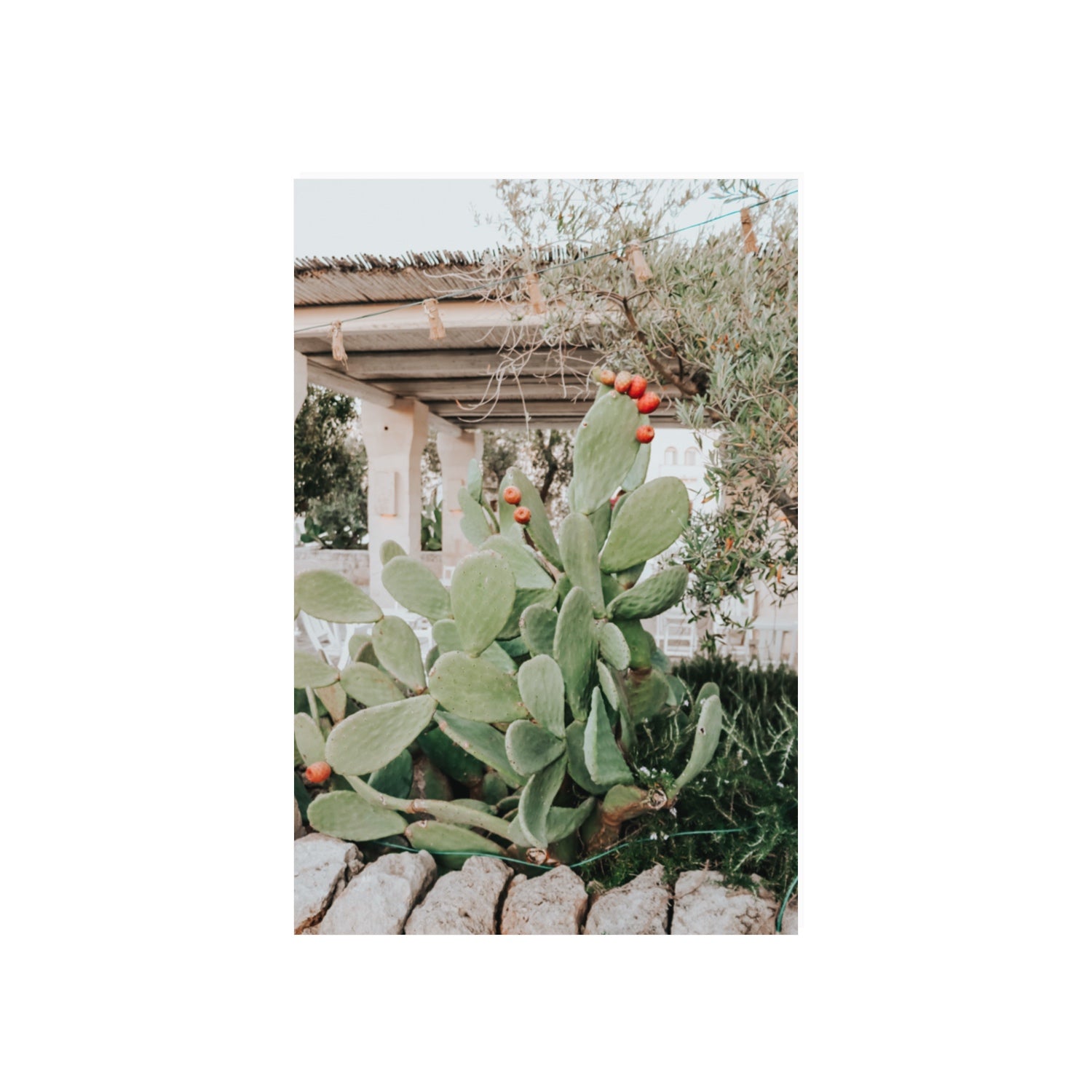 Opuntia Beauty Puglia wall art 20 x 30 in unframed fine art canvas