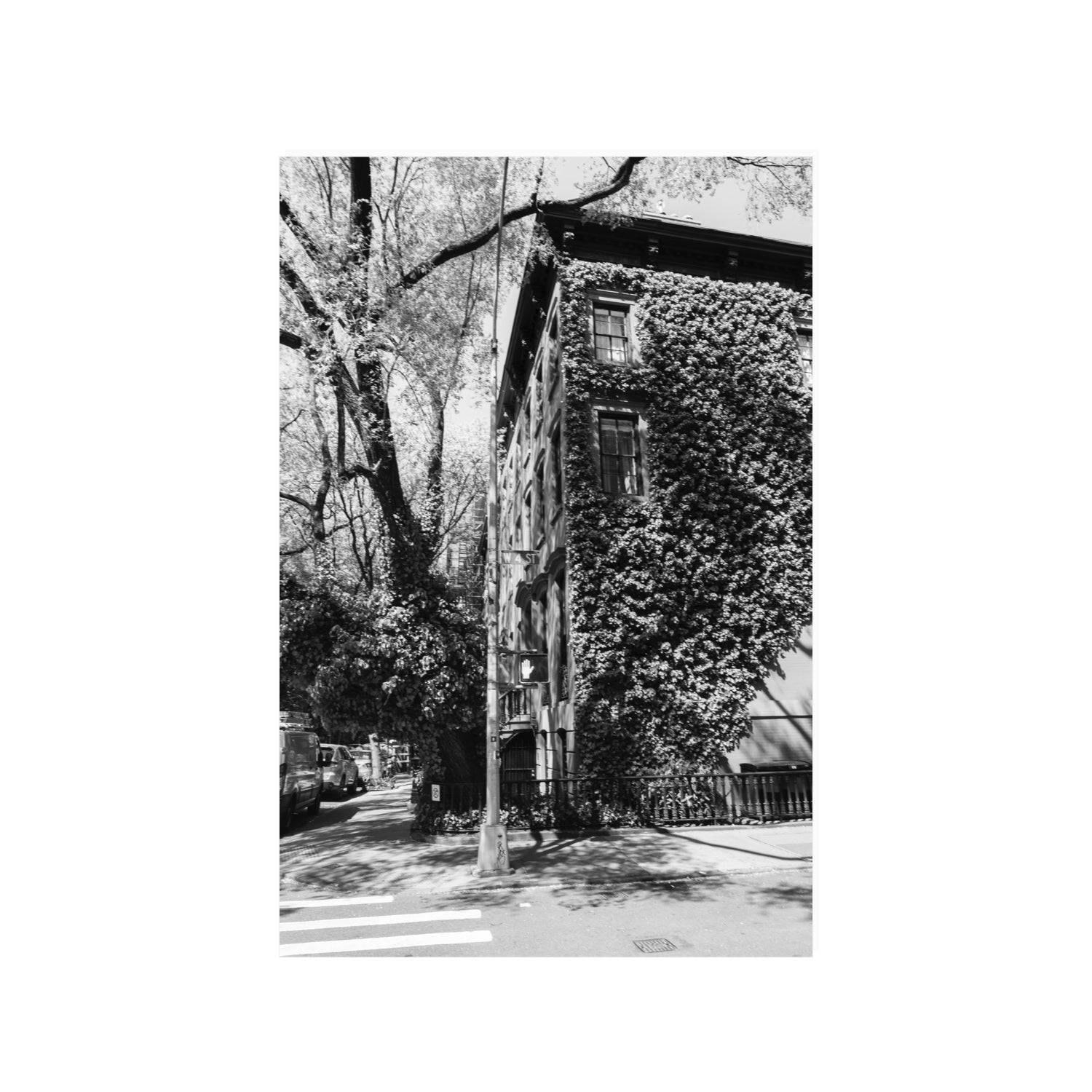 Vertical Garden New York NYC Black & White wall art 24 x 36 in unframed fine art canvas