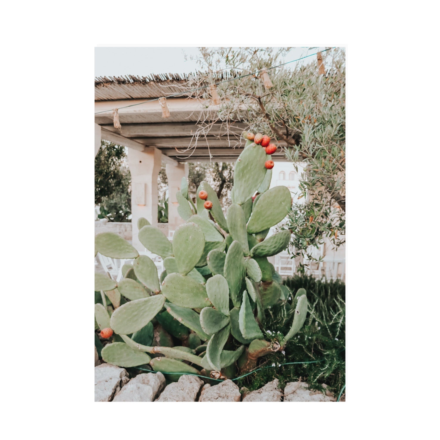 Opuntia Beauty Puglia wall art A0 unframed fine art print