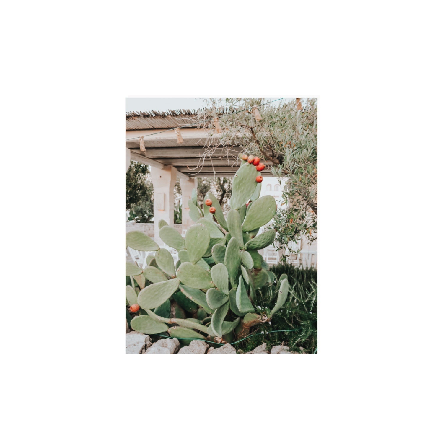 Opuntia Beauty Puglia wall art 12 x 16 in unframed fine art print