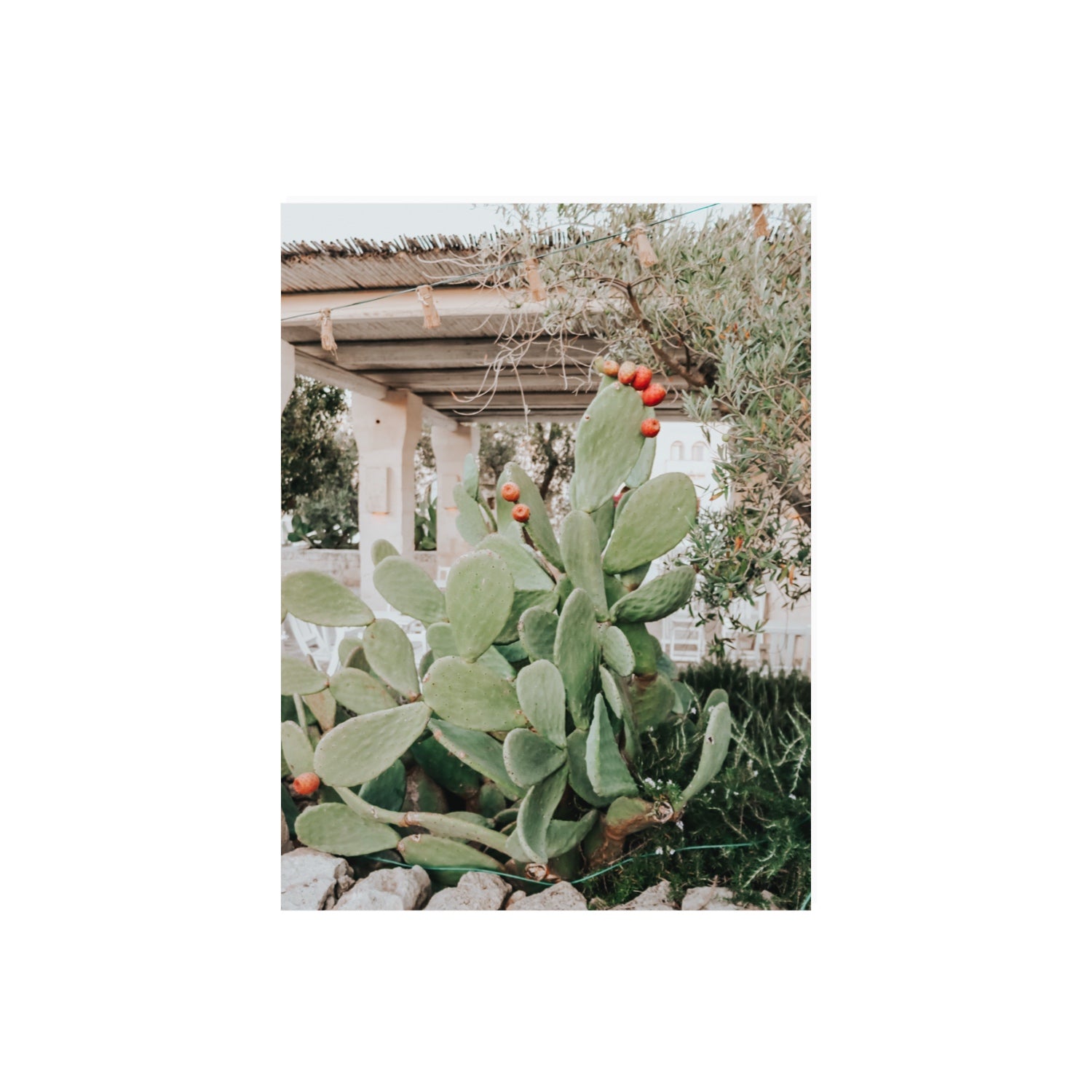 Opuntia Beauty Puglia wall art 18 x 24 in unframed fine art print